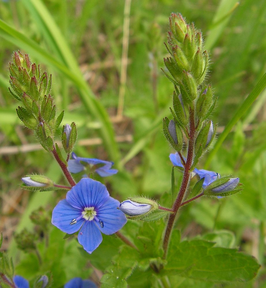 Image of Veronica chamaedrys specimen.