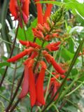 Erythrina humeana