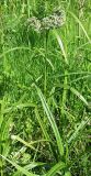 Scirpus sylvaticus. Цветущее растение. Лужский р-н Ленинградской обл., середина июня.
