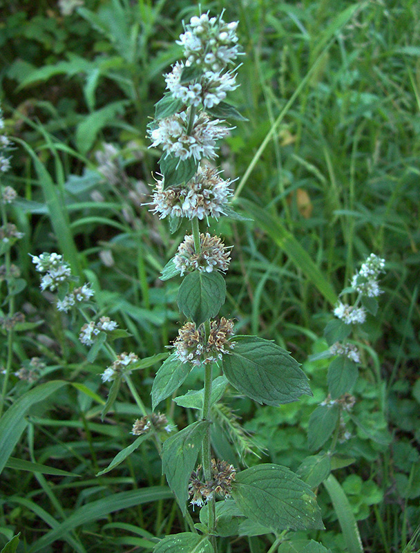 Image of Mentha &times; dalmatica specimen.