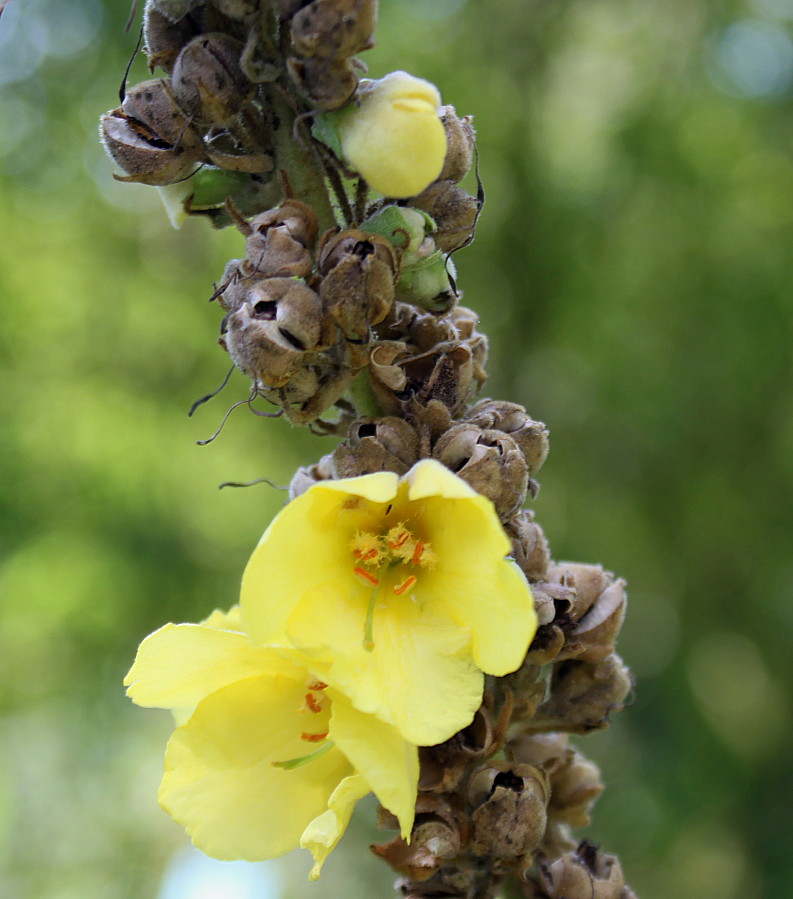 Image of Verbascum densiflorum specimen.