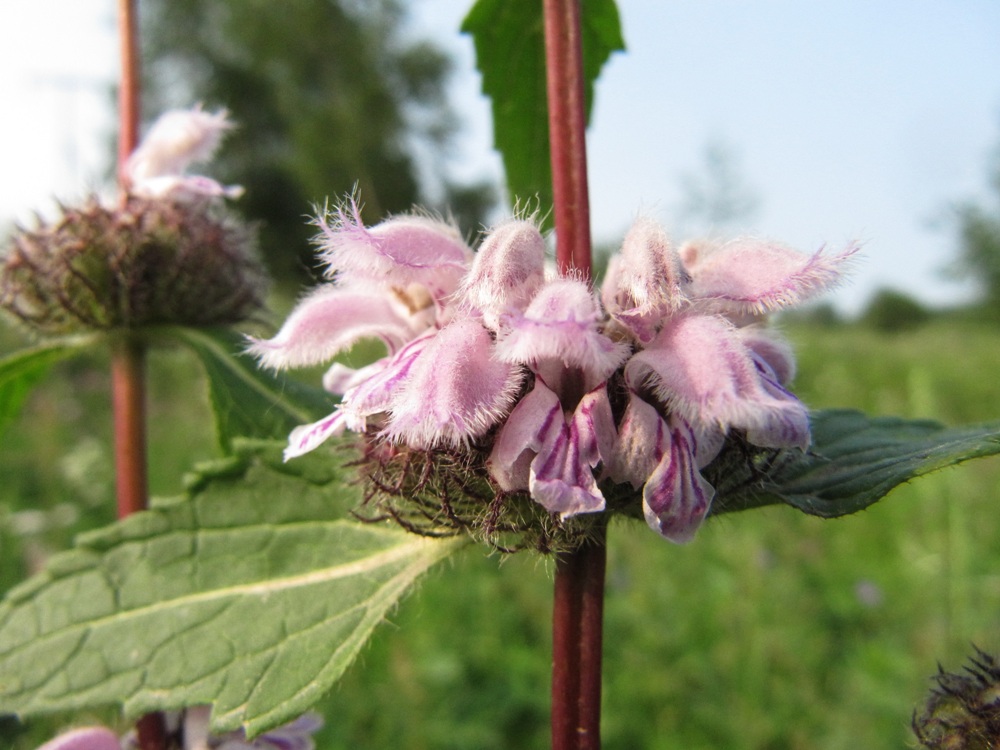 Изображение особи Phlomoides tuberosa.