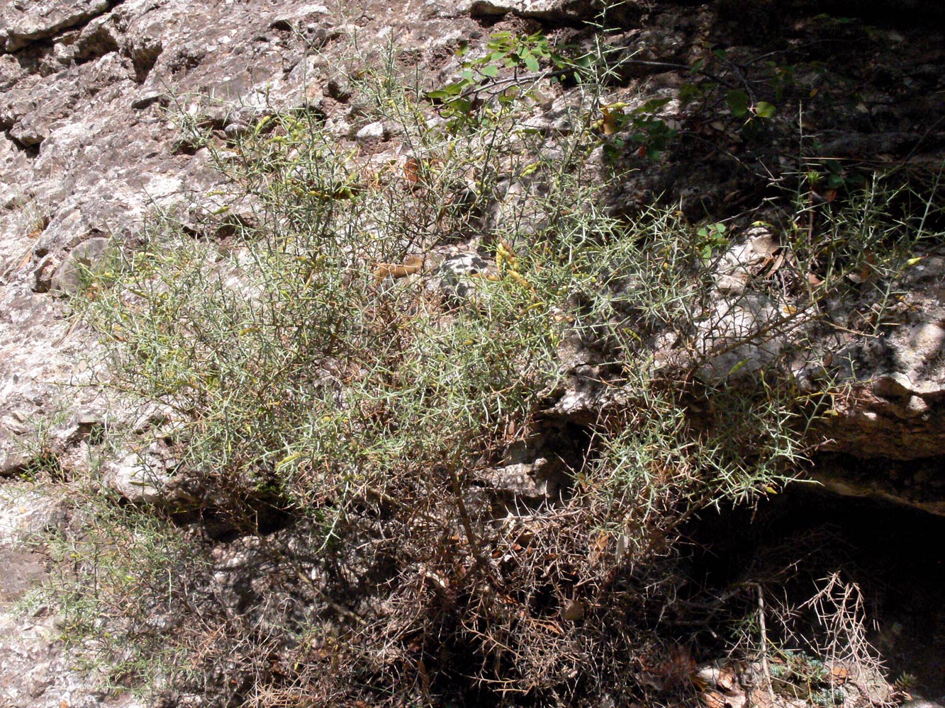 Image of Genista scorpius specimen.