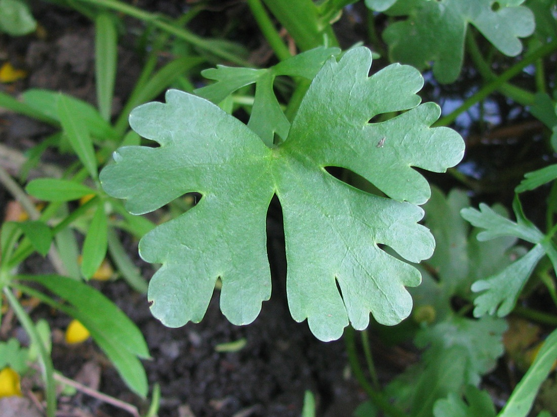 Изображение особи Ranunculus sceleratus.