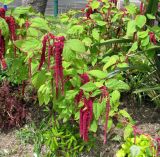 Amaranthus caudatus