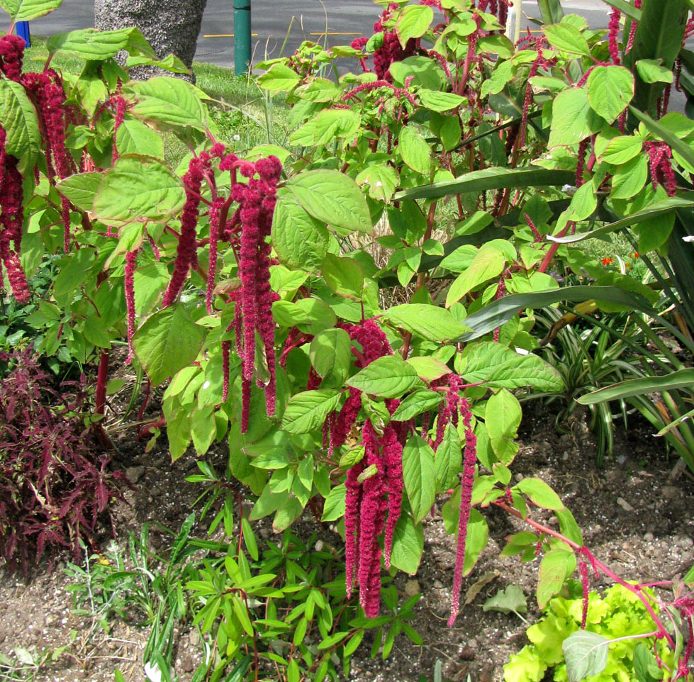 Image of Amaranthus caudatus specimen.