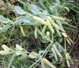 Zygophyllum obliquum. Побеги с плодами. Кыргызстан, южный берег озера Иссык-Куль, берег Мёртвого озера. 09.08.2011.