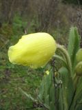 Meconopsis integrifolia