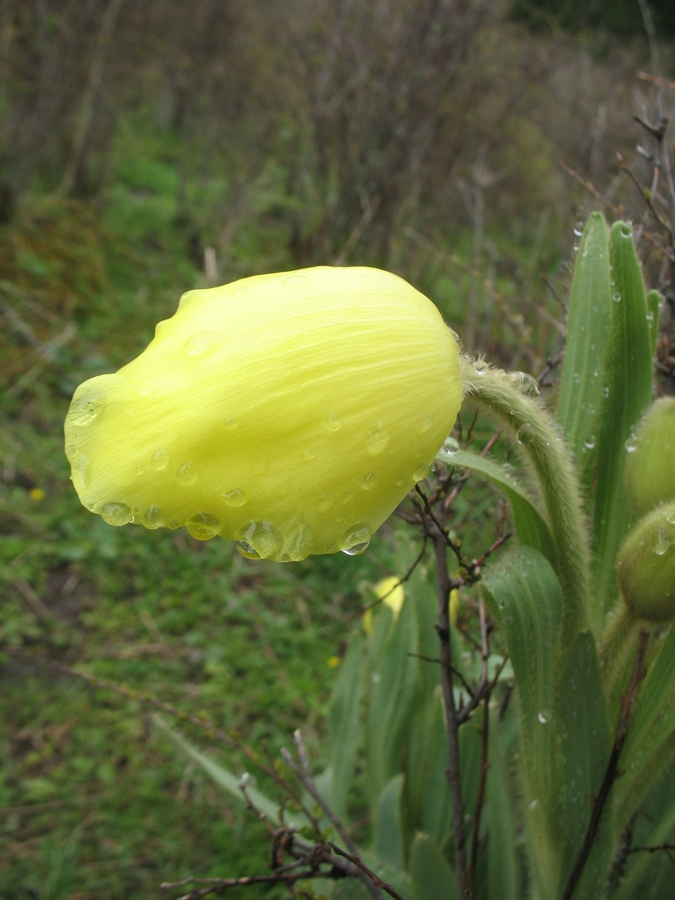 Image of Meconopsis integrifolia specimen.