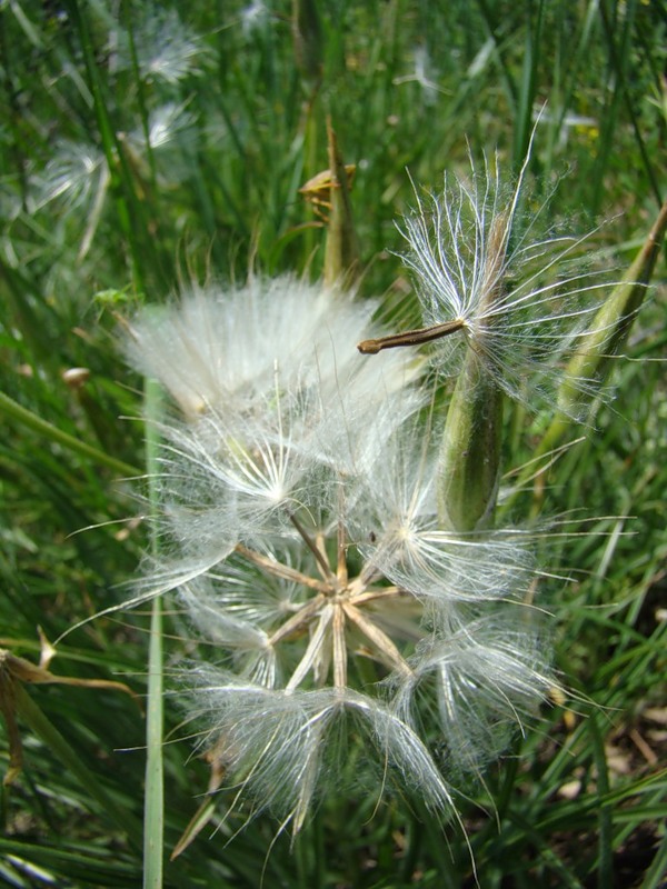 Image of Scorzonera mollis specimen.