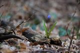 Scilla bifolia. Зацветающее растение. Южный берег Крыма, окр. г. Ялта, смешанный лес. 22 февраля 2013 г.