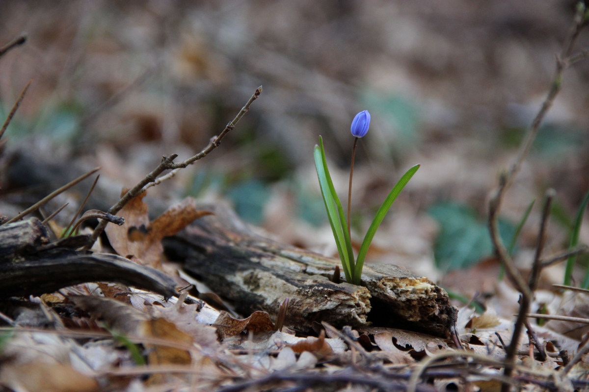 Изображение особи Scilla bifolia.