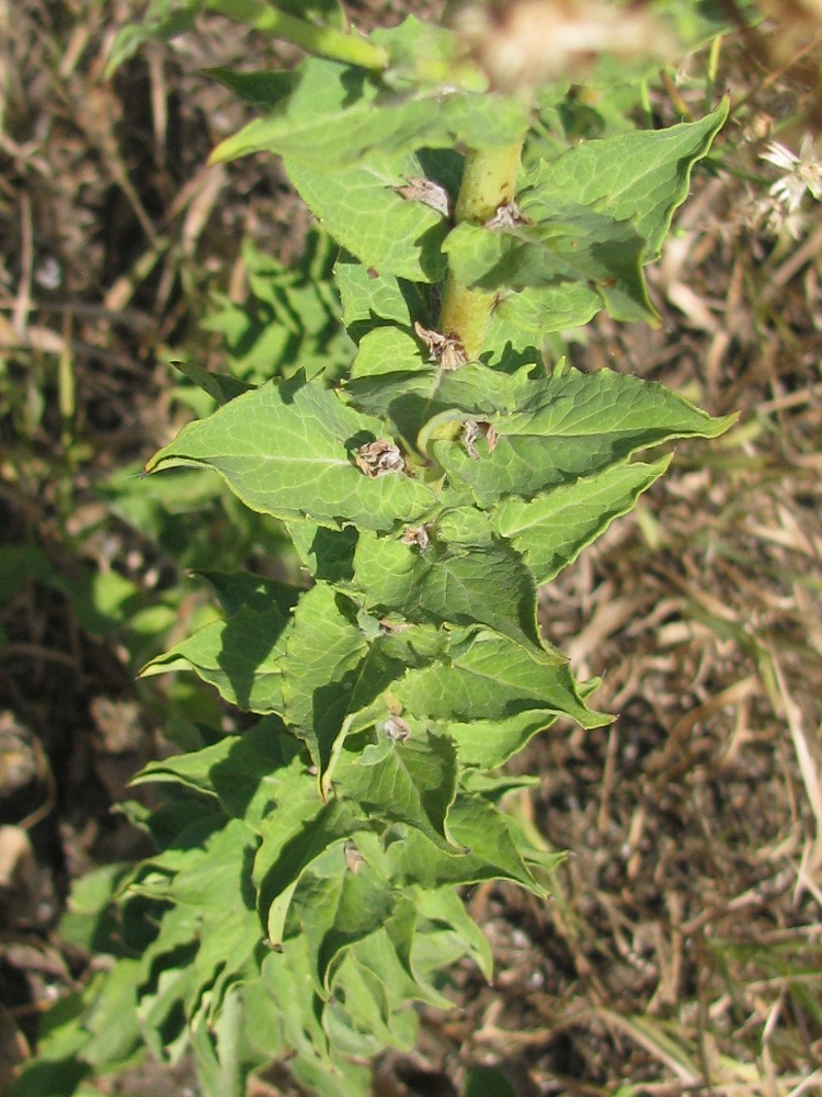 Image of Hieracium robustum specimen.