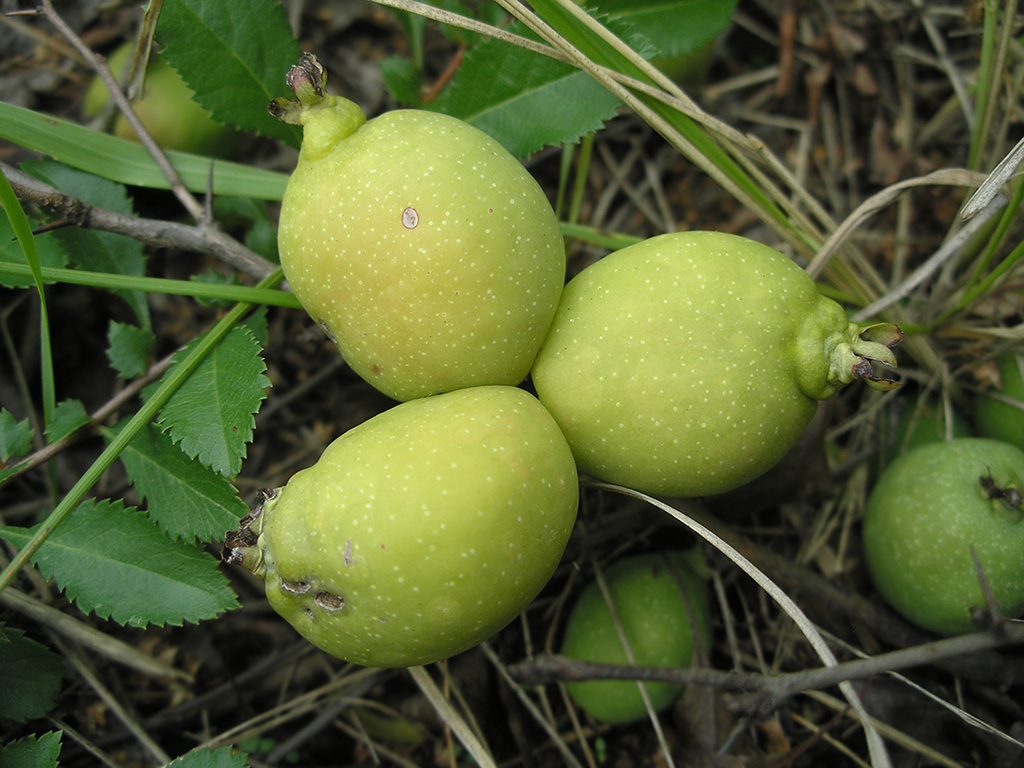 Image of Chaenomeles japonica specimen.