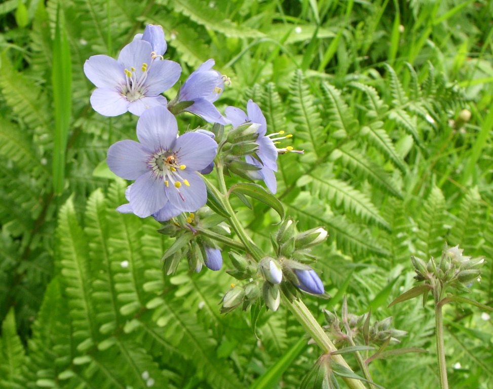 Изображение особи Polemonium chinense.
