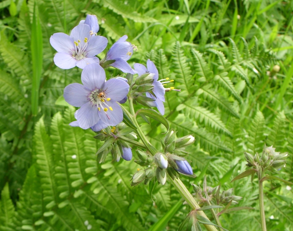 Image of Polemonium chinense specimen.