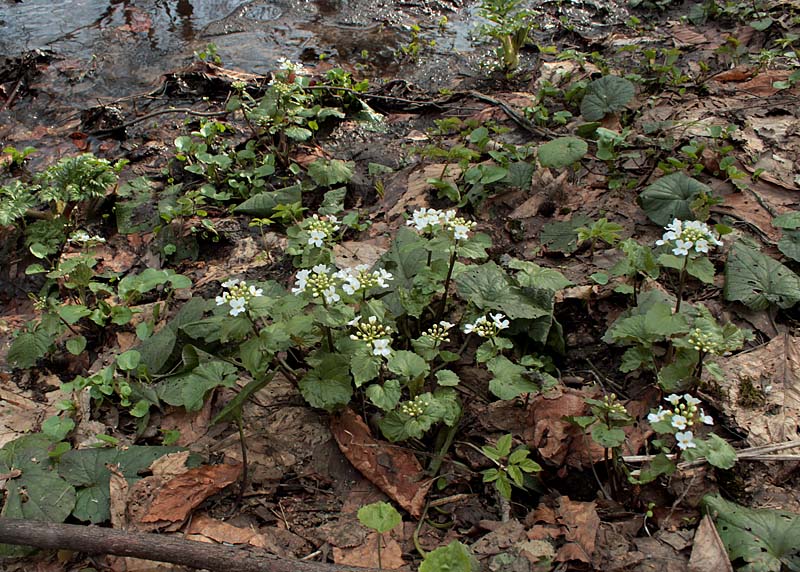 Изображение особи Pachyphragma macrophyllum.