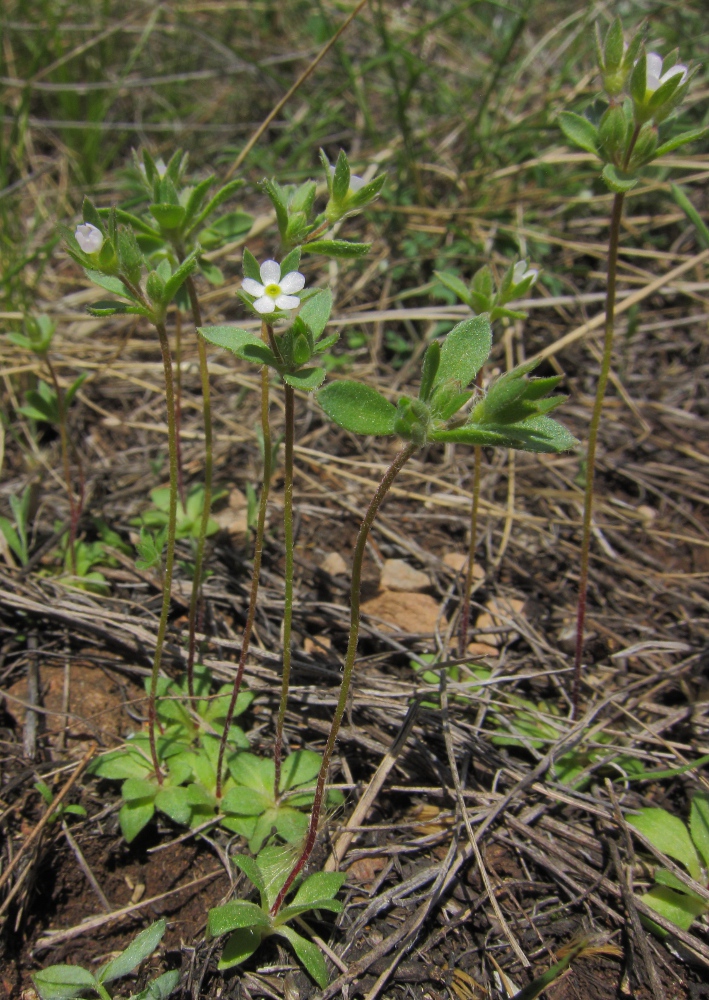 Image of Androsace maxima specimen.