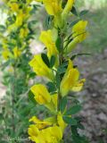 Chamaecytisus ruthenicus. Цветущая ветвь. Украина, Черкасская обл., Каневский р-н, РЛП \"Трахтемиров\", березняк на песке. 10 мая 2013 г.