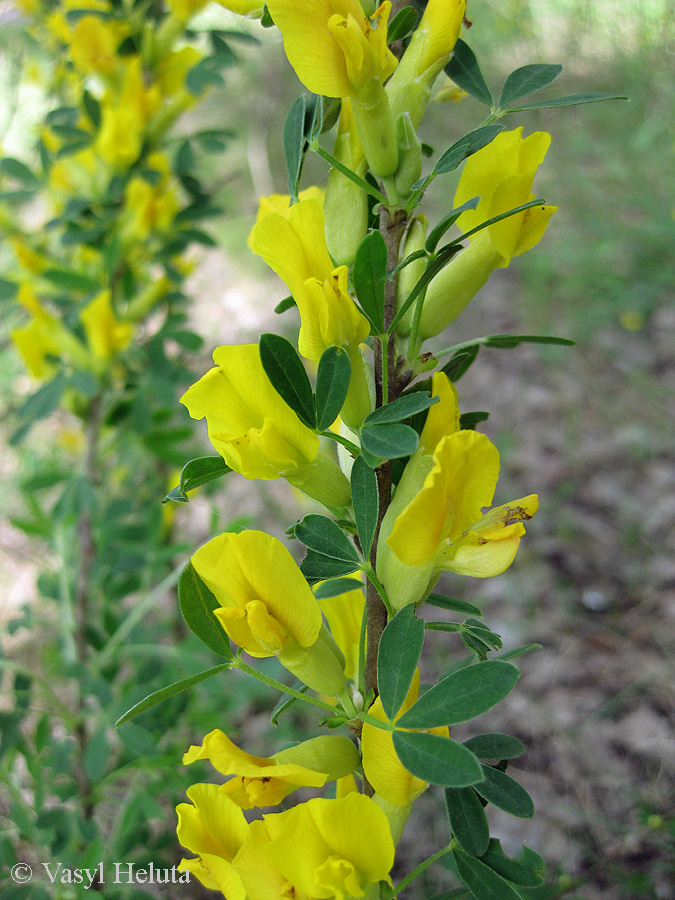 Изображение особи Chamaecytisus ruthenicus.