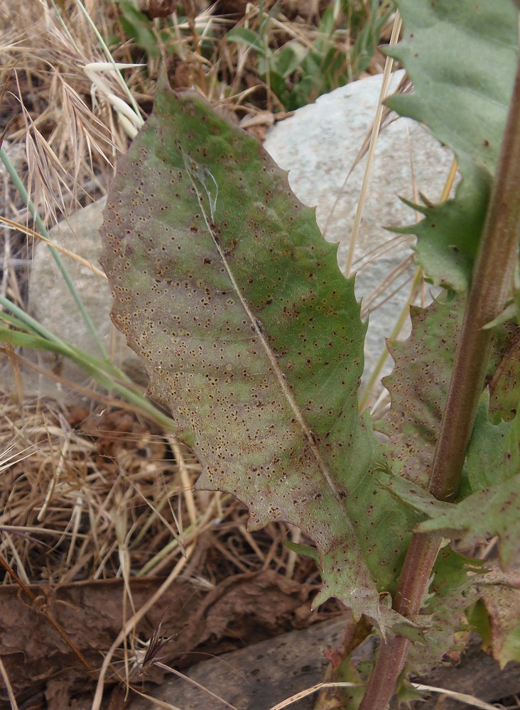 Image of Crepis alpina specimen.