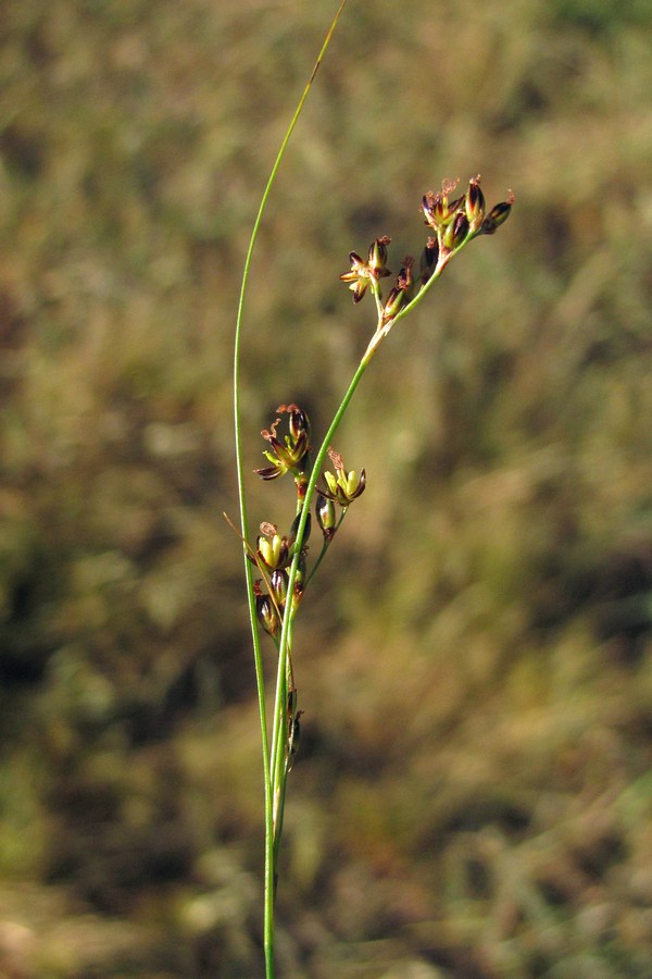 Image of Juncus gerardi specimen.