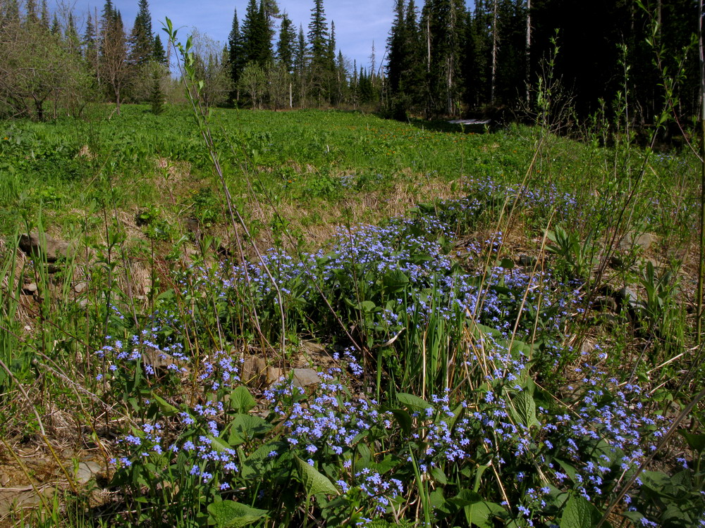 Изображение особи Brunnera sibirica.