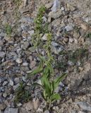 Epipactis helleborine ssp. degenii