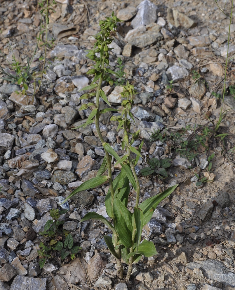 Image of Epipactis helleborine ssp. degenii specimen.