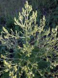 Salvia aethiopis. Цветущее растение. Краснодарский край, окр. г. Крымск, вершина холма. 28.06.2013.