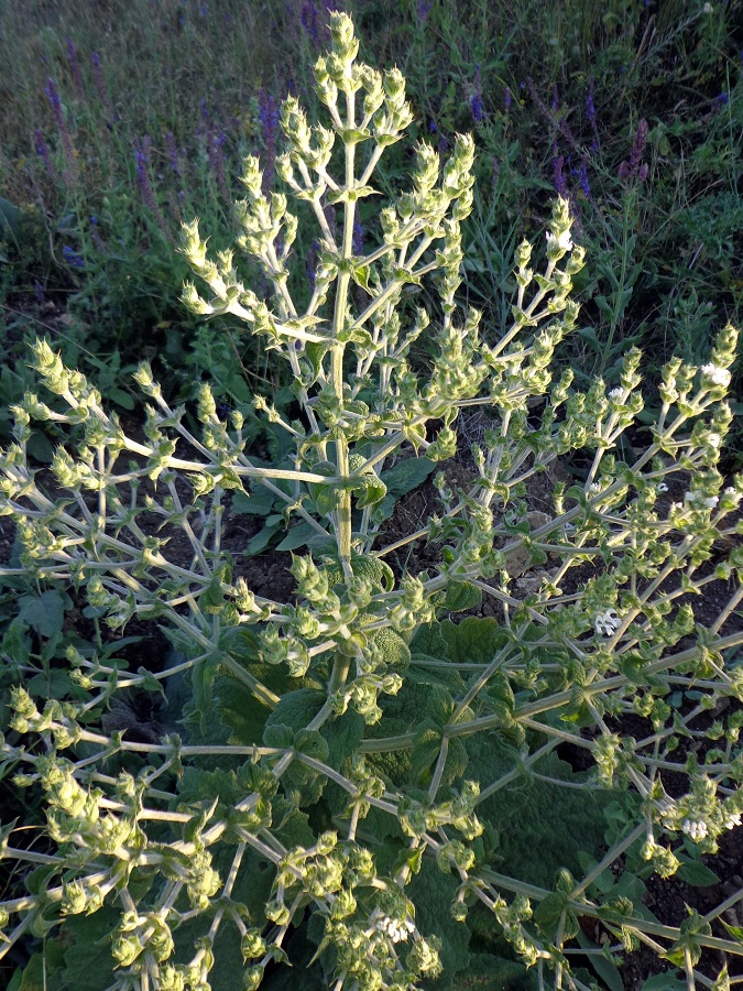 Изображение особи Salvia aethiopis.