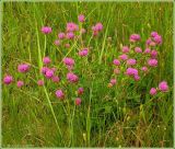 Trifolium pratense. Куртина цветущих растений. Чувашия, окрестности г. Шумерля, высоковольтная линия за объездной трассой. 7 июня 2009 г.