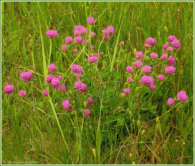 Image of Trifolium pratense specimen.