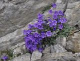 Campanula oreadum