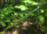 Elymus caninus. Соцветие. Татарстан, г. Бавлы. 06.07.2013.