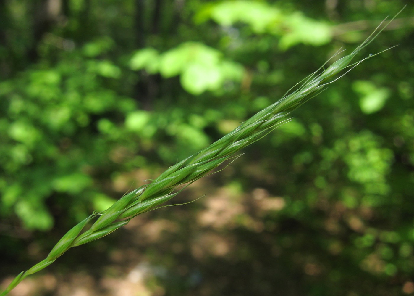 Изображение особи Elymus caninus.