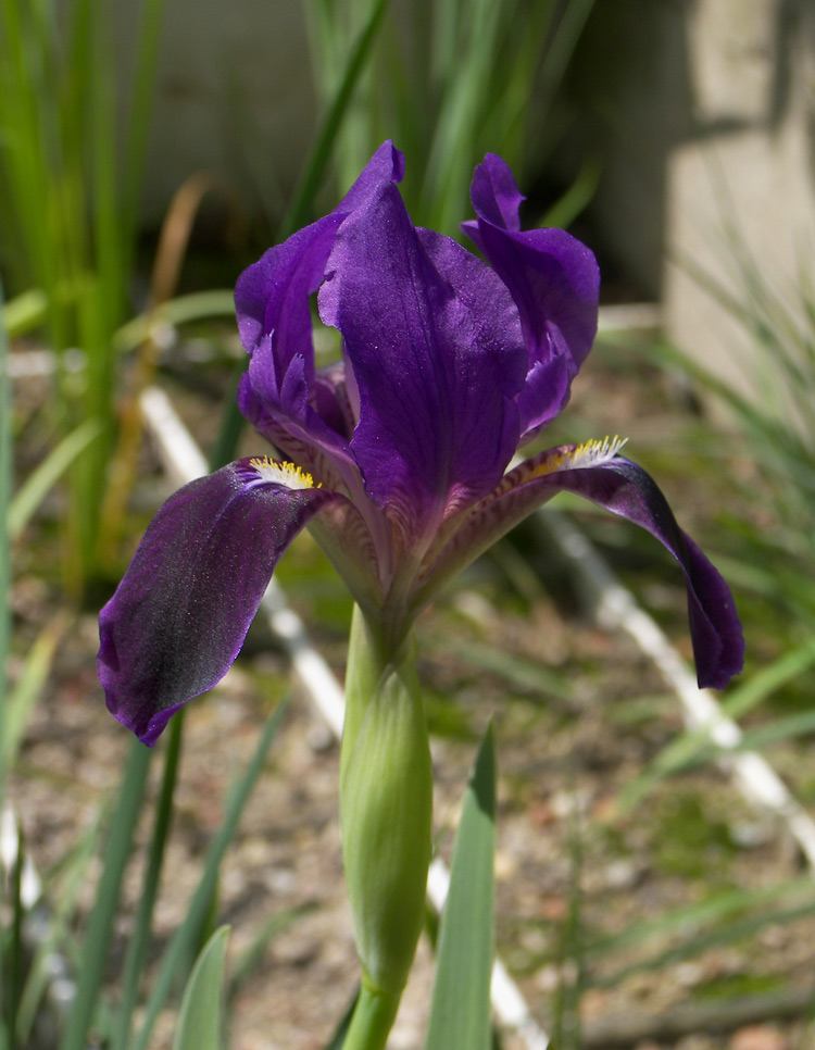 Изображение особи Iris bicapitata.