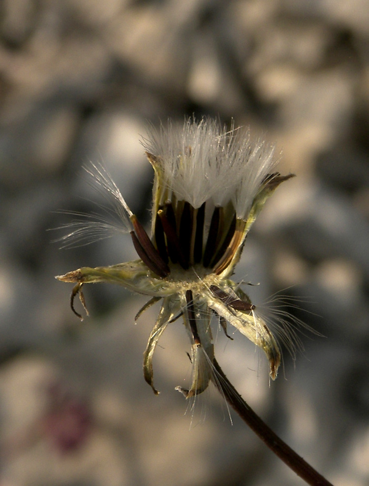 Image of Crepis sonchifolia specimen.