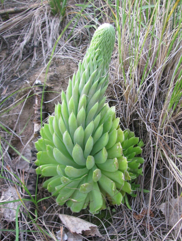 Image of Orostachys spinosa specimen.