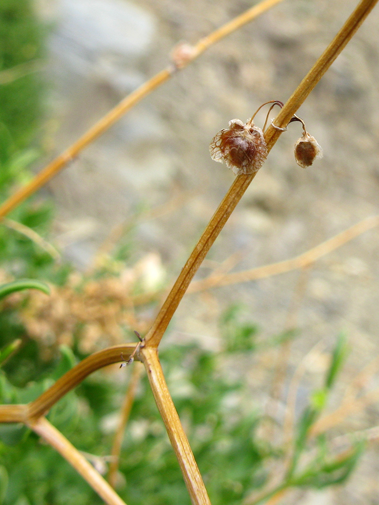 Изображение особи Rumex hastifolius.