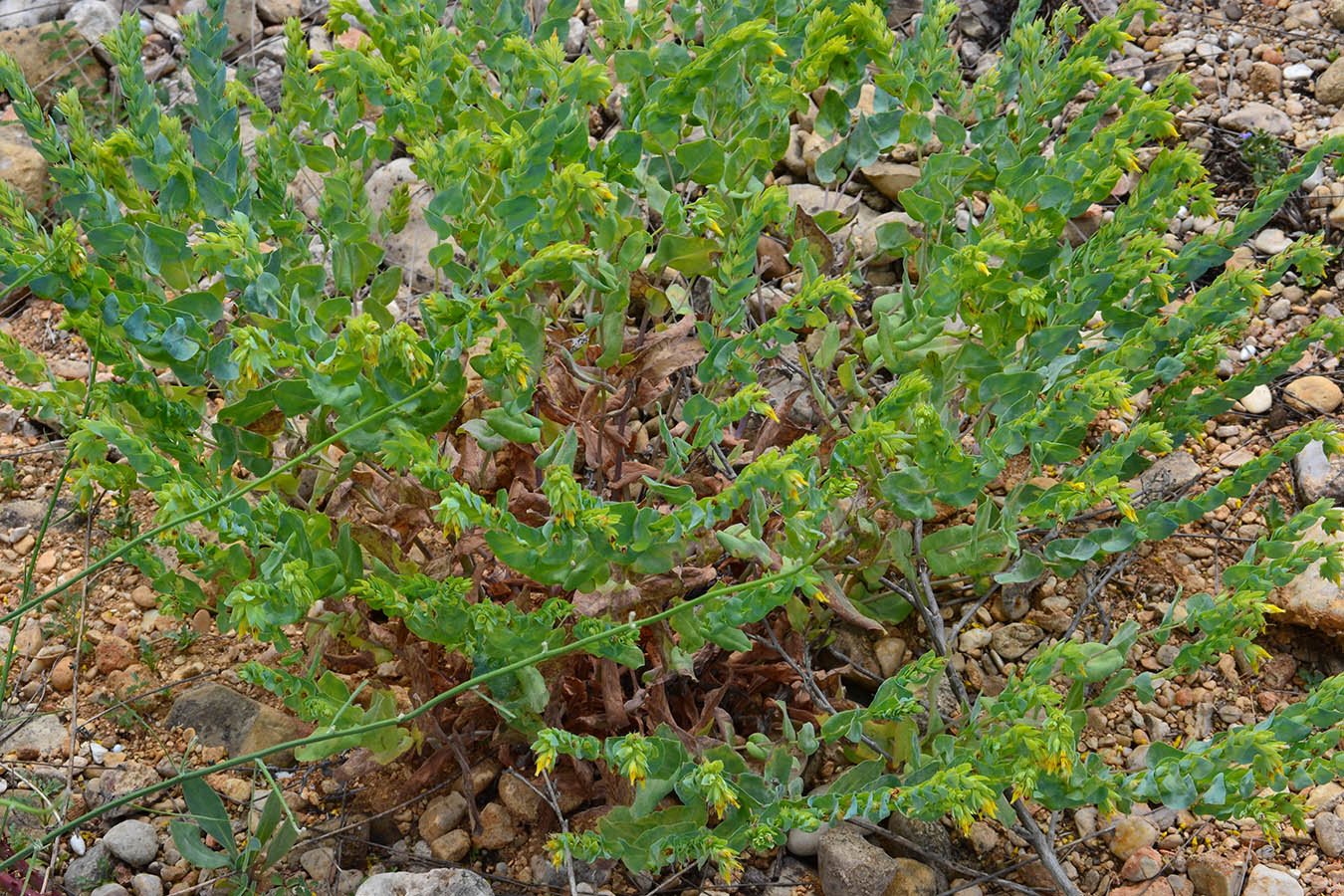 Image of Cerinthe minor specimen.