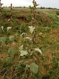 Althaea officinalis