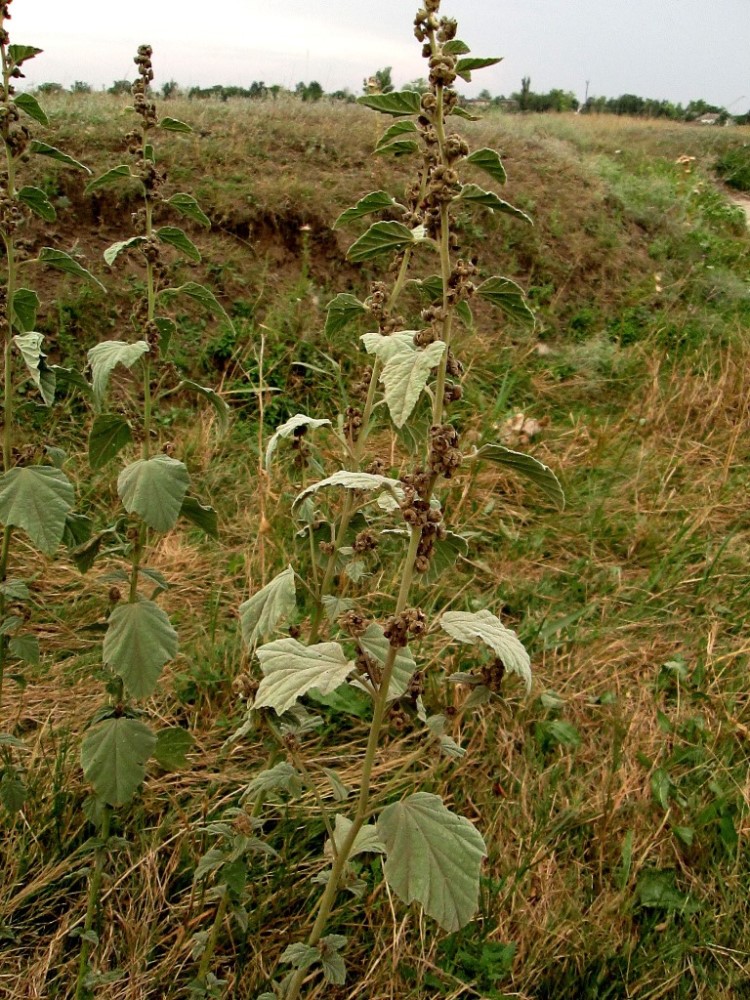 Изображение особи Althaea officinalis.