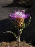 Centaurea jacea ssp. substituta