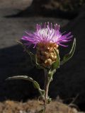 Centaurea jacea ssp. substituta