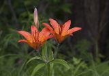 Lilium pensylvanicum