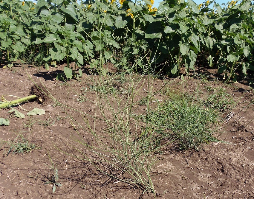 Изображение особи Chondrilla juncea.