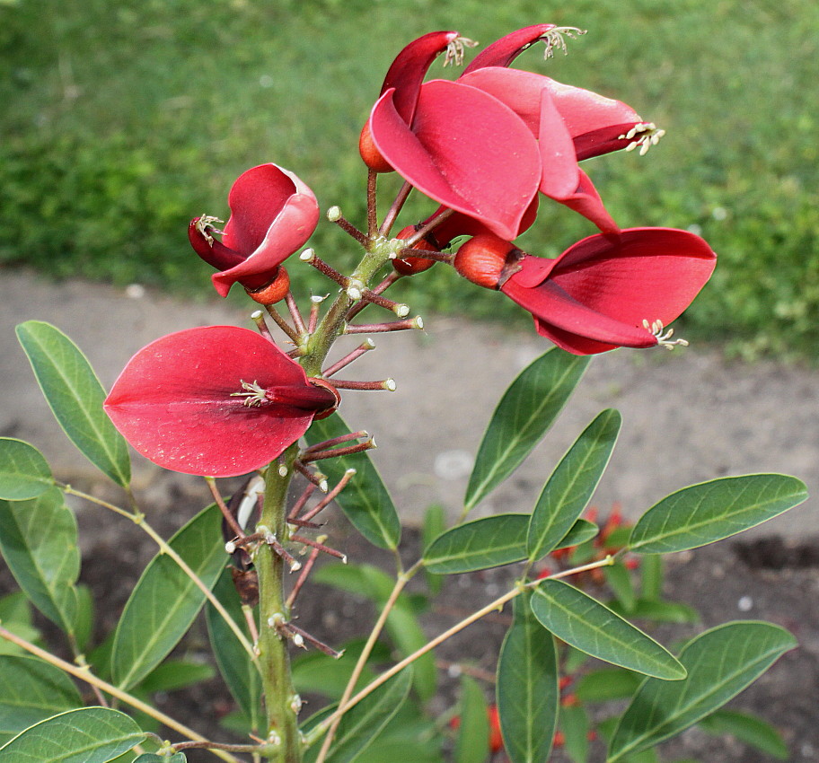 Image of Erythrina crista-galli specimen.