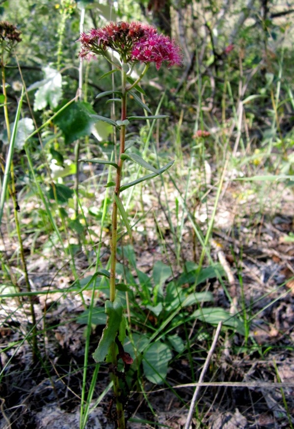 Изображение особи Hylotelephium triphyllum.