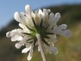 Scabiosa bipinnata. Соцветие (вид со стороны обёртки). Краснодарский край, окр. г. Геленджик, прибрежная гора, каменистый склон. 14.09.2013.